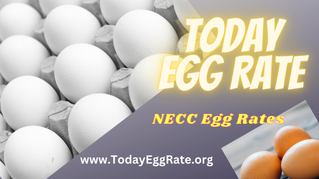 Today Egg Rate-todayeggrate.org-