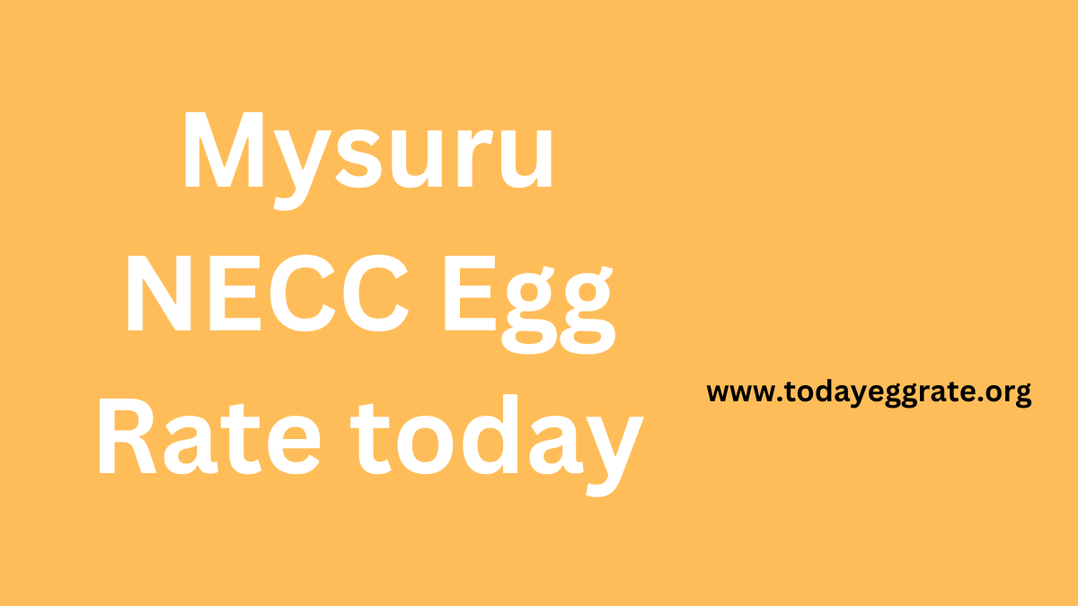 Mysuru necc egg rate Today Egg Rate April 16, 2024