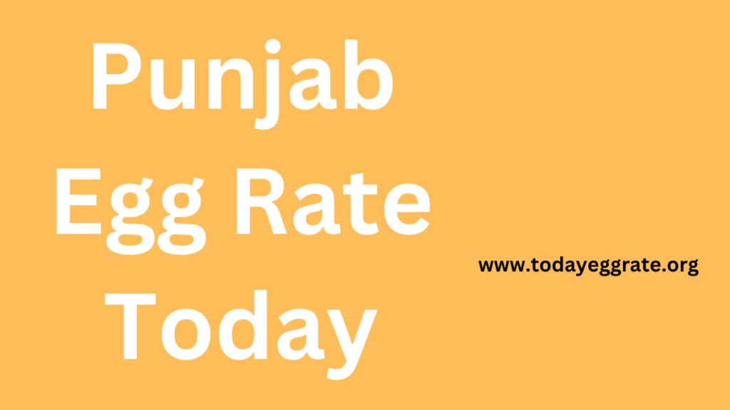 Punjab egg rate today--todayeggrate.org-