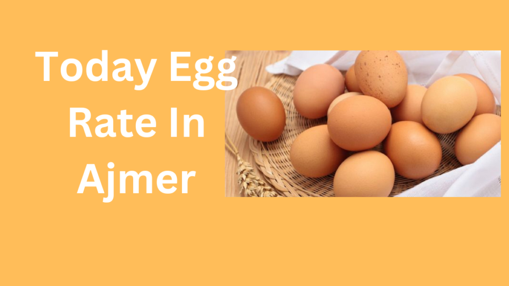 Today Egg Rate In Ajmer-todayeggrate.org-