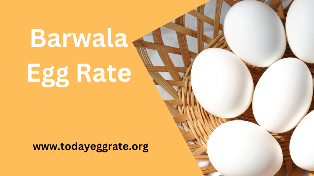 Barwala egg Rate-todayeggrate.org-Today Egg Rate In Barwala